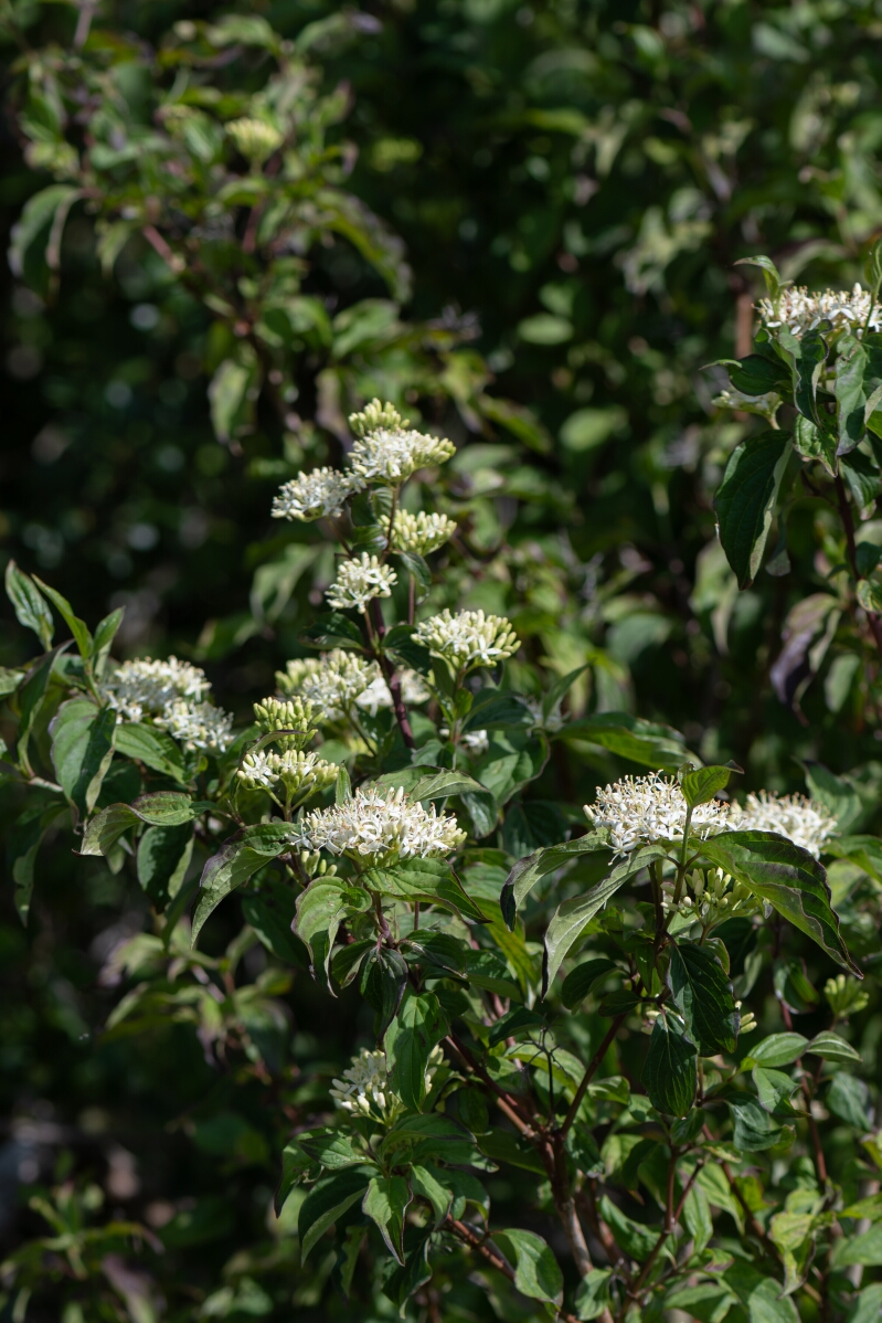 David Plant Photography - Wildlife Photography - Dogwood - J.jpg - Dogwood, Cornus sanguinea, flowers - Hampshire