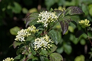 David Plant Photography - Wildlife Photography - Dogwood - G