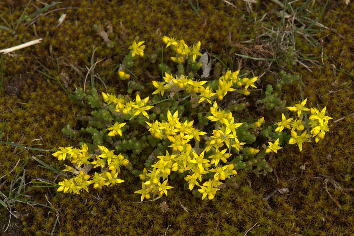 David Plant Photography - Wildlife Photography - Biting stonecrop - H.NEF - Biting stonecrop - Kent