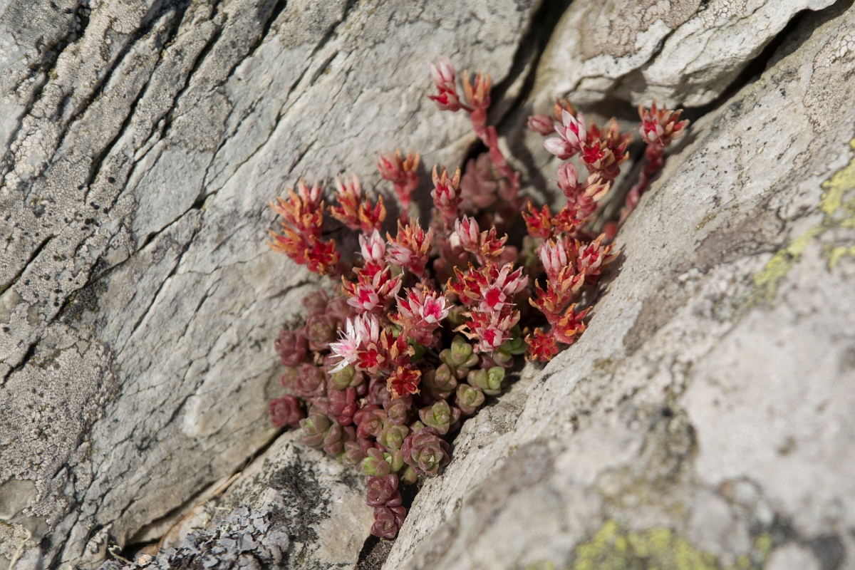 David Plant Photography - Wildlife Photography - English stonecrop - B.jpg - English stonecrop - Anglesey