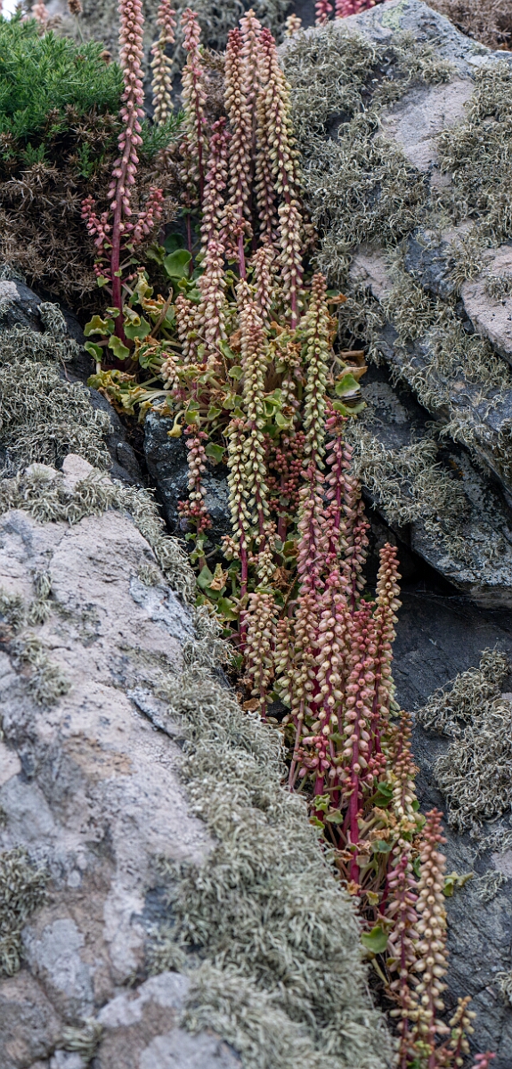David Plant Photography - Wildlife Photography - Navelwort - C.jpg - Navelwort - Cornwall