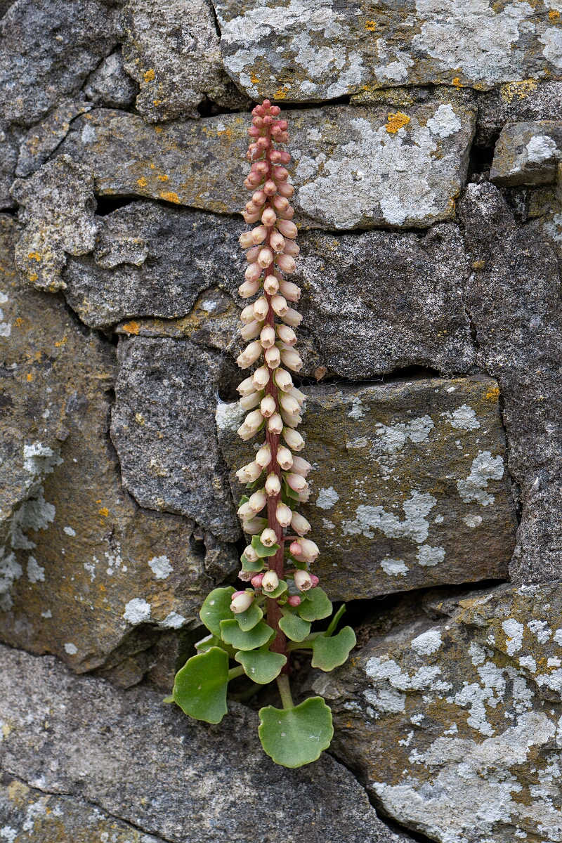 David Plant Photography - Wildlife Photography - Navelwort - D.jpg - Navelwort - Cornwall