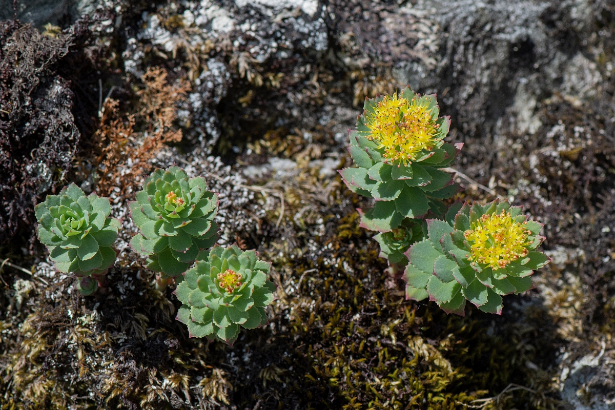 David Plant Photography - Wildlife Photography - Roseroot - G.JPG - Roseroot - Perthshire