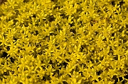 David Plant Photography - Wildlife Photography - Biting stonecrop - B