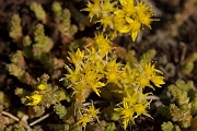 David Plant Photography - Wildlife Photography - Biting stonecrop - C