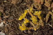 David Plant Photography - Wildlife Photography - Biting stonecrop - D