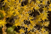 David Plant Photography - Wildlife Photography - Biting stonecrop - F