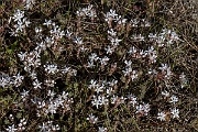 David Plant Photography - Wildlife Photography - English stonecrop - C