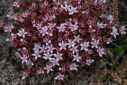 David Plant Photography - Wildlife Photography - English stonecrop - D