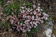 David Plant Photography - Wildlife Photography - English stonecrop - E