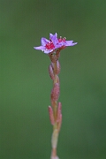 David Plant Photography - Wildlife Photography - Hairy stonecrop - B