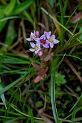 David Plant Photography - Wildlife Photography - Hairy stonecrop - C