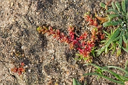 David Plant Photography - Wildlife Photography - Mossy stonecrop - B