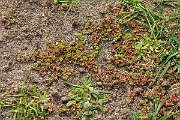 David Plant Photography - Wildlife Photography - Mossy stonecrop - C