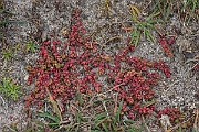 David Plant Photography - Wildlife Photography - Mossy stonecrop - D