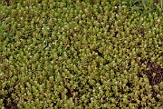 David Plant Photography - Wildlife Photography - New Zealand pigmyweed - A