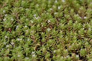 David Plant Photography - Wildlife Photography - New Zealand pigmyweed - B