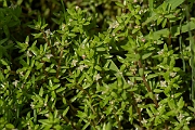 David Plant Photography - Wildlife Photography - New Zealand pigmyweed - C