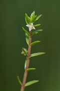 David Plant Photography - Wildlife Photography - New Zealand pigmyweed - D