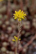 David Plant Photography - Wildlife Photography - Rock stonecrop - A