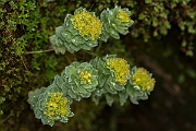 David Plant Photography - Wildlife Photography - Roseroot - B