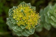 David Plant Photography - Wildlife Photography - Roseroot - C
