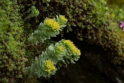 David Plant Photography - Wildlife Photography - Roseroot - D