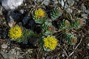 David Plant Photography - Wildlife Photography - Roseroot - F