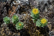 David Plant Photography - Wildlife Photography - Roseroot - G