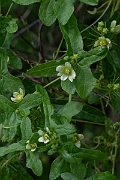 David Plant Photography - Wildlife Photography - White bryony - B