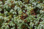 David Plant Photography - Wildlife Photography - Prostrate juniper - B
