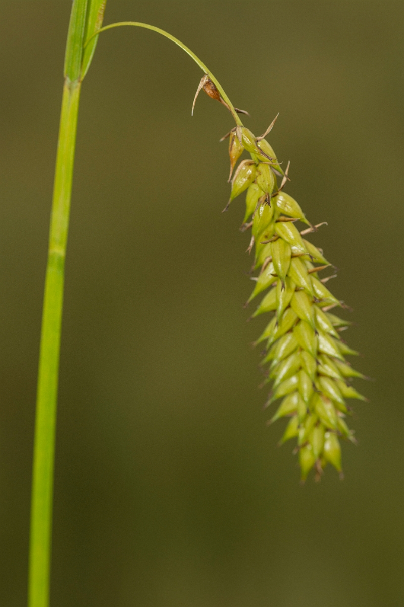 David Plant Photography - Wildlife Photography - Bladder sedge - A.jpg - Bladder sedge - Ayrshire