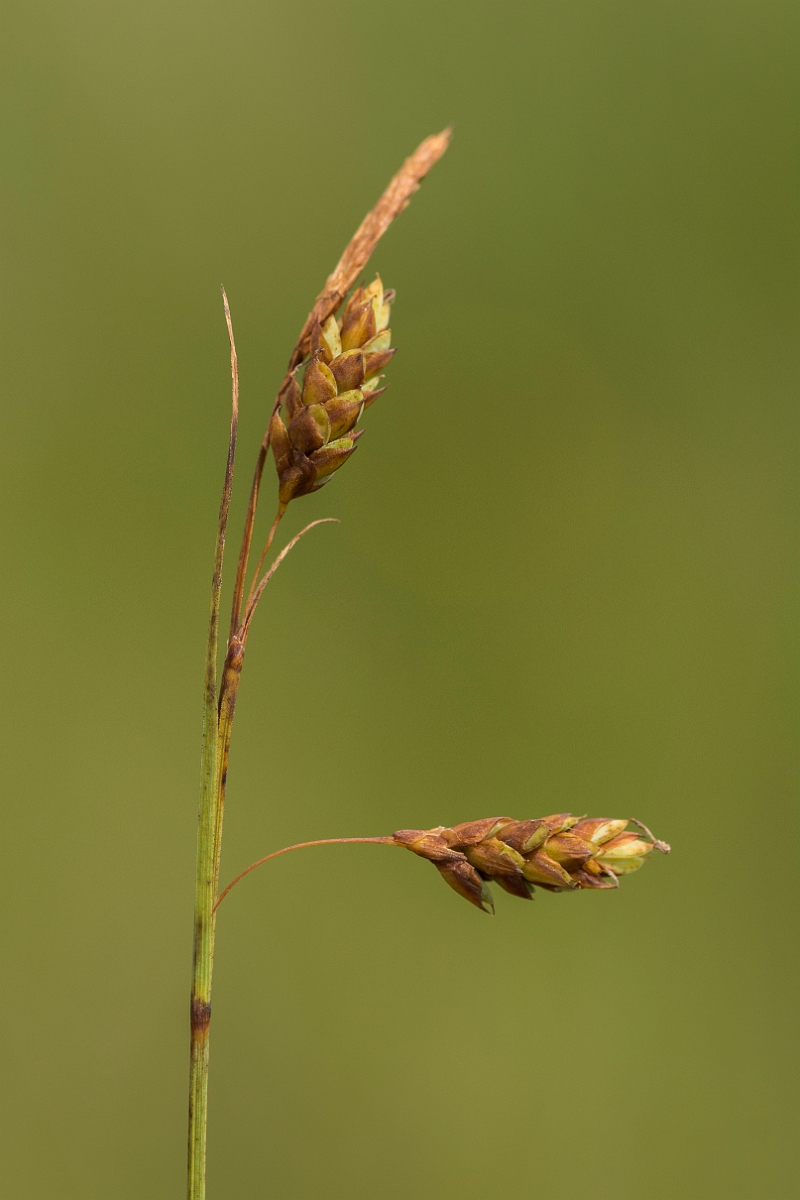 David Plant Photography - Wildlife Photography - Bog sedge - C.jpg - Bog sedge - Ayrshire