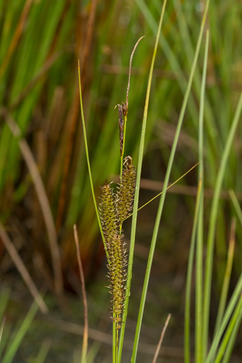 David Plant Photography - Wildlife Photography - Bottle sedge - A.jpg - Bottle sedge - Ayrshire