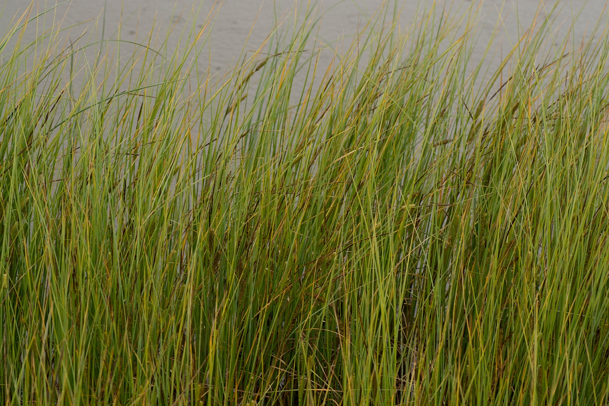 David Plant Photography - Wildlife Photography - Bottle sedge - B.jpg - Bottle sedge - Ayrshire
