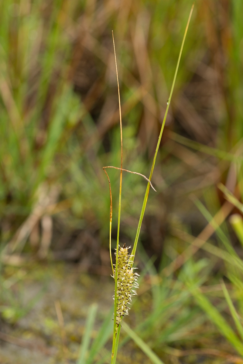 David Plant Photography - Wildlife Photography - Bottle sedge - C.jpg - Bottle sedge - Ayrshire