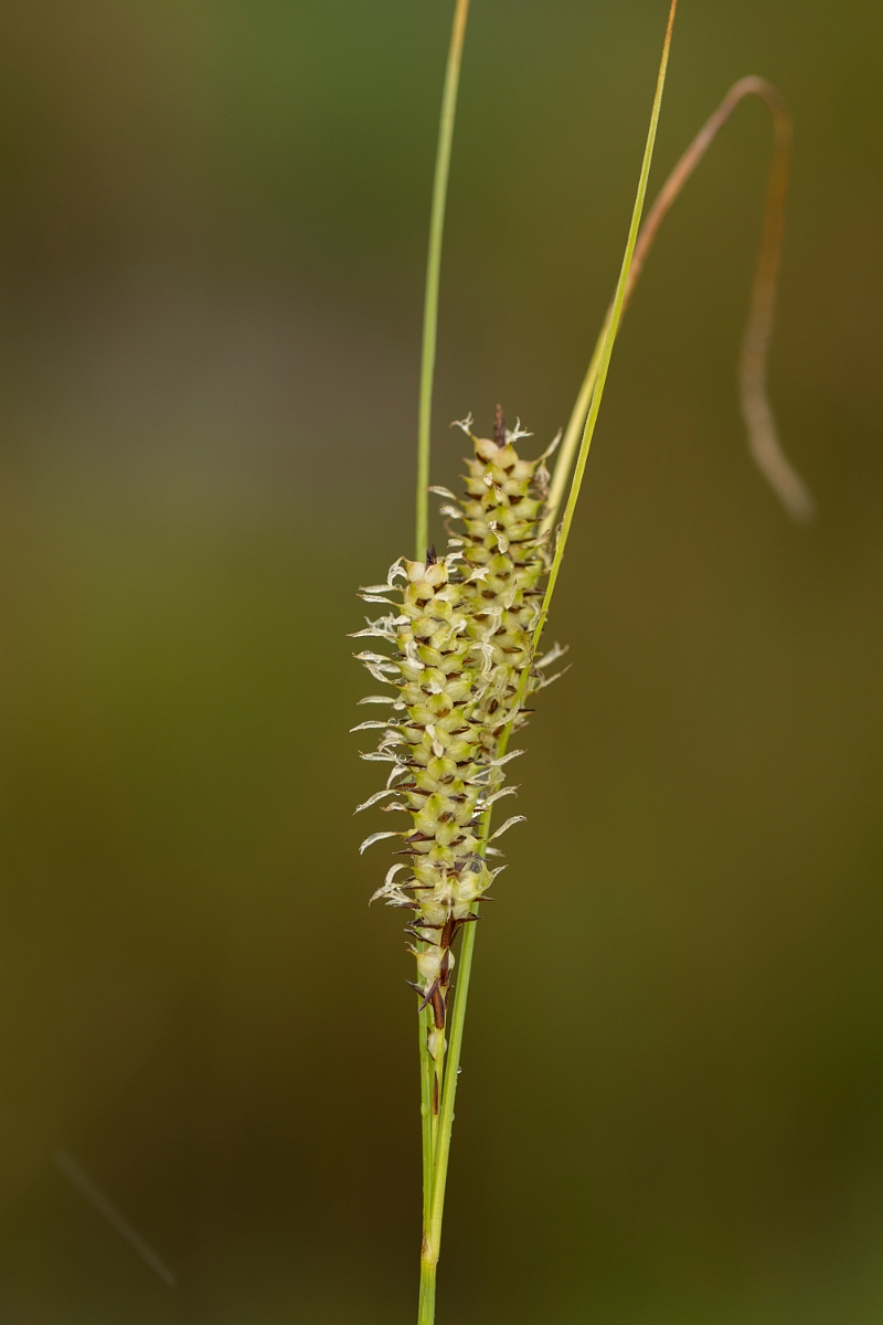 David Plant Photography - Wildlife Photography - Bottle sedge - E.jpg - Bottle sedge - Ayrshire