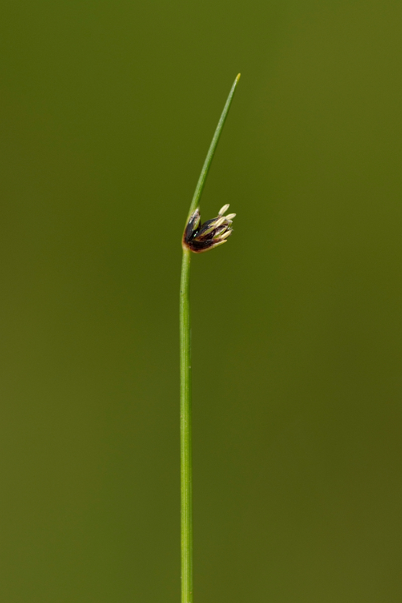 David Plant Photography - Wildlife Photography - Bristle club-rush - E.jpg - Bristle club-rush - Ayrshire