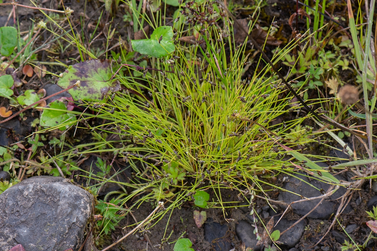 David Plant Photography - Wildlife Photography - Bristle club-rush - J.JPG - Bristle club-rush - Dumfries and Galloway