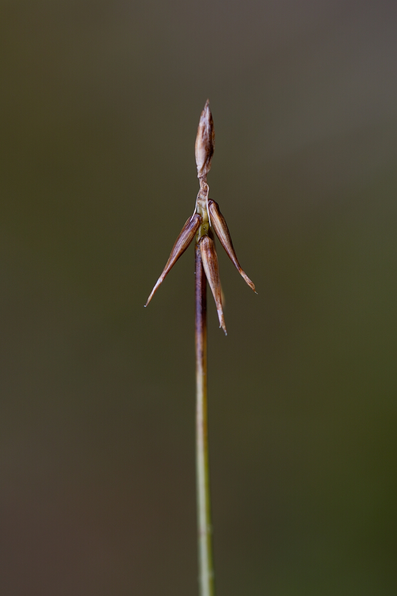 David Plant Photography - Wildlife Photography - Bristle sedge - C.jpg - Bristle sedge - Perthshire