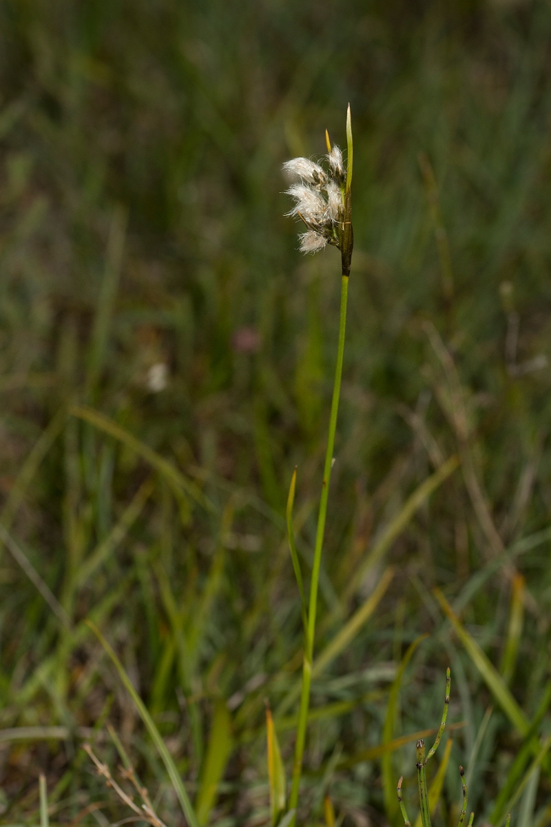 David Plant Photography - Wildlife Photography - Broad-leaved cotton-grass - C.jpg - Broad-leaved cotton-grass - Perthshire