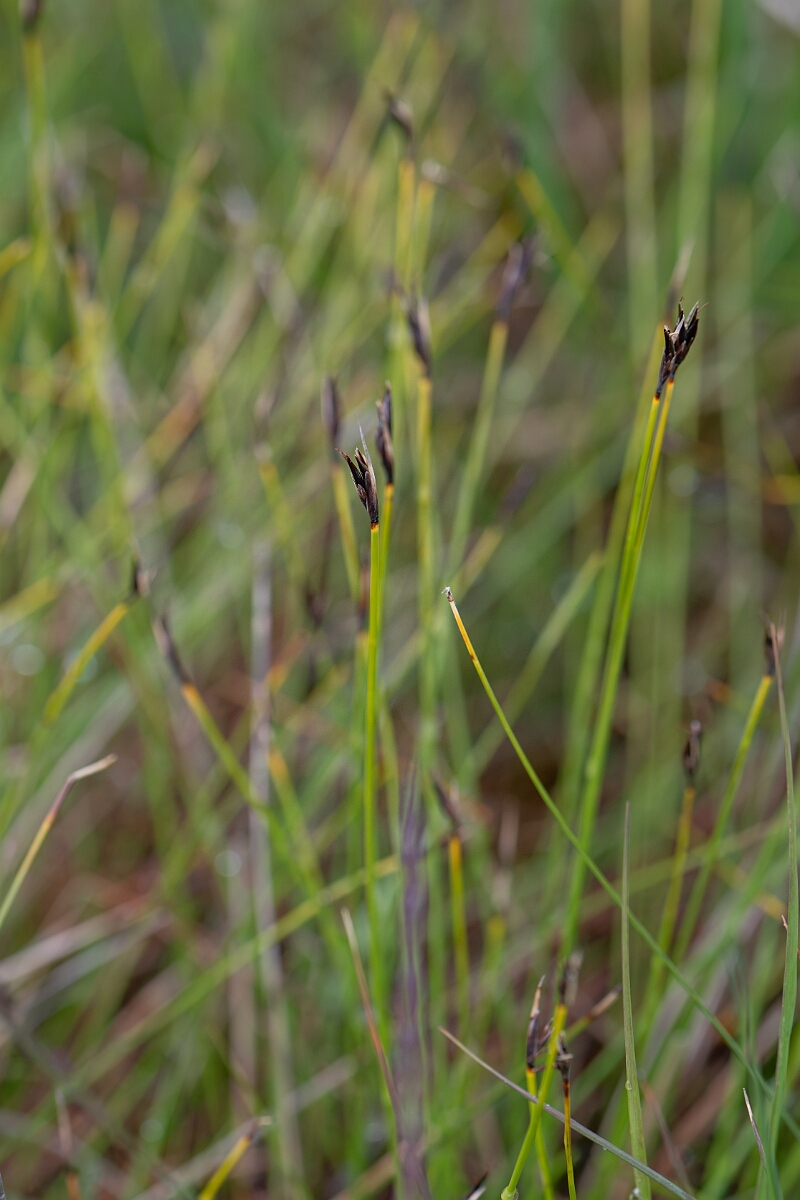 David Plant Photography - Wildlife Photography - Brown bog-rush - E.jpg - Brown bog-rush - Perthshire