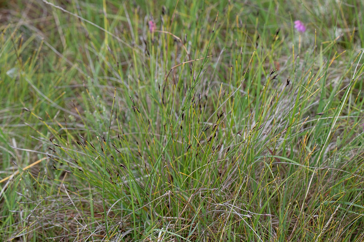 David Plant Photography - Wildlife Photography - Brown bog-rush - G.jpg - Brown bog-rush - Perthshire