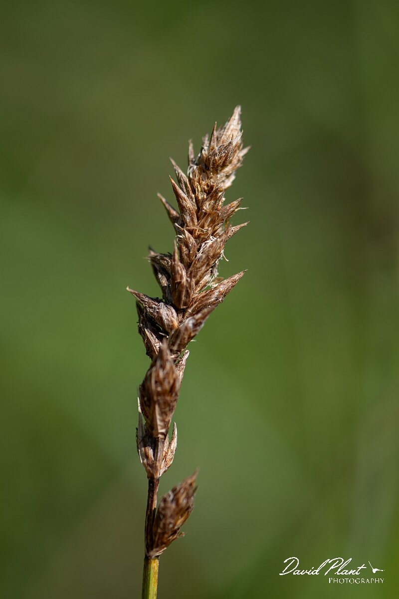 David Plant Photography - Wildlife Photography - Brown sedge - A.jpg - Brown sedge, Carex disticha - Gloucestershire