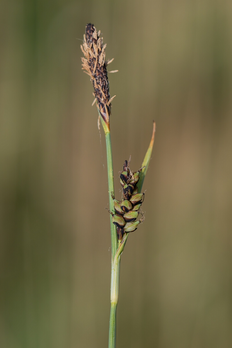 David Plant Photography - Wildlife Photography - Carnation sedge - D.jpg - Carnation sedge, Carex panicea - Norfolk