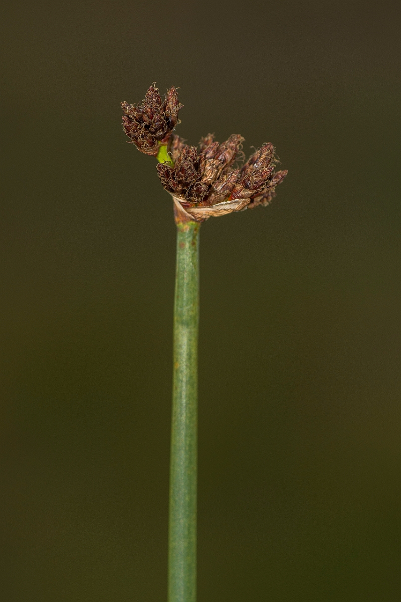 David Plant Photography - Wildlife Photography - Common club-rush - C.jpg - Common club-rush - Caithness