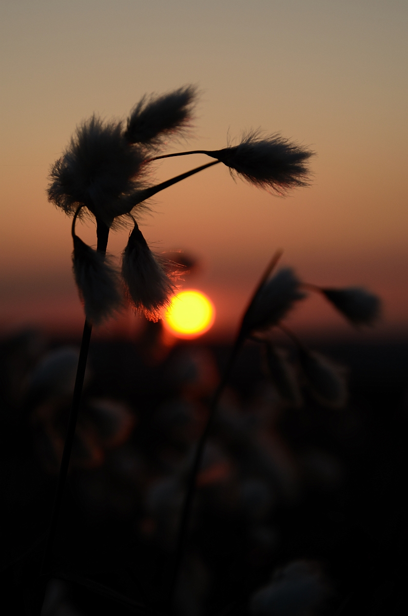 David Plant Photography - Wildlife Photography - Common cotton-grass - A.jpg - Common Cotton-grass at sunset - North Yorkshire