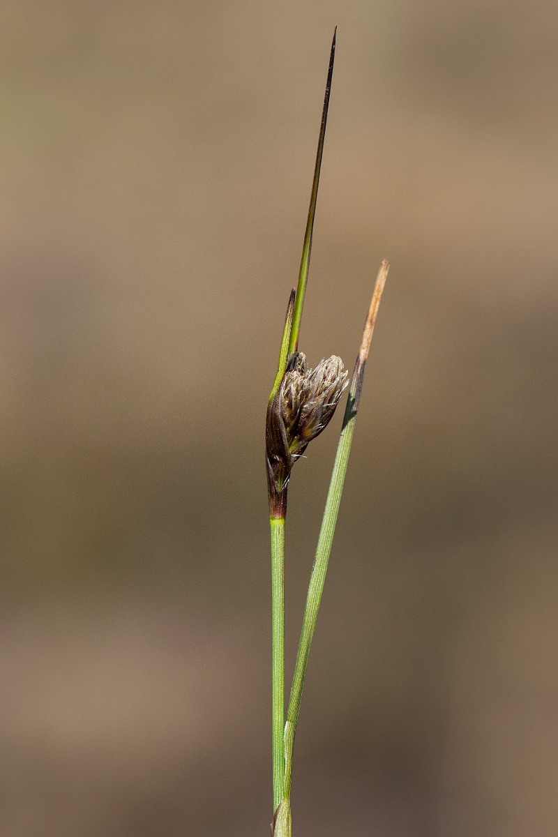 David Plant Photography - Wildlife Photography - Common cotton-grass - C.JPG - Common cotton-grass - Dorset