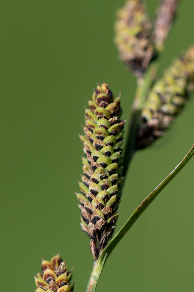 David Plant Photography - Wildlife Photography - Common sedge - A (2).jpg - Common sedge, Carex nigra - Hampshire