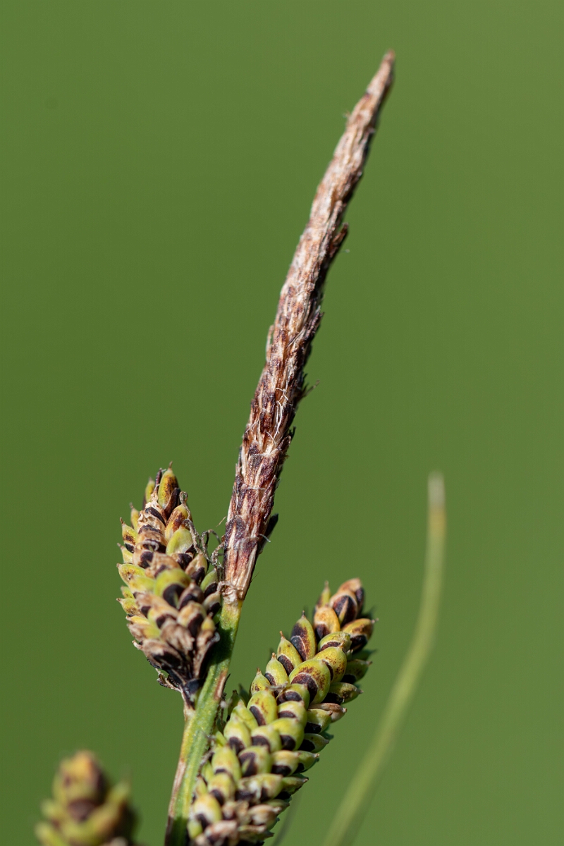 David Plant Photography - Wildlife Photography - Common sedge - C (2).jpg - Common sedge, Carex nigra - Hampshire
